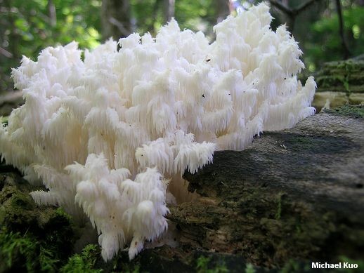 ������ ������������� (Hericium coralloides) +