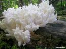 ������ ������������� (Hericium coralloides) +