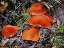 ������� ��������� - Aleuria aurantia