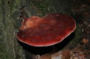 ����������� ������������ (Fistulina hepatica)