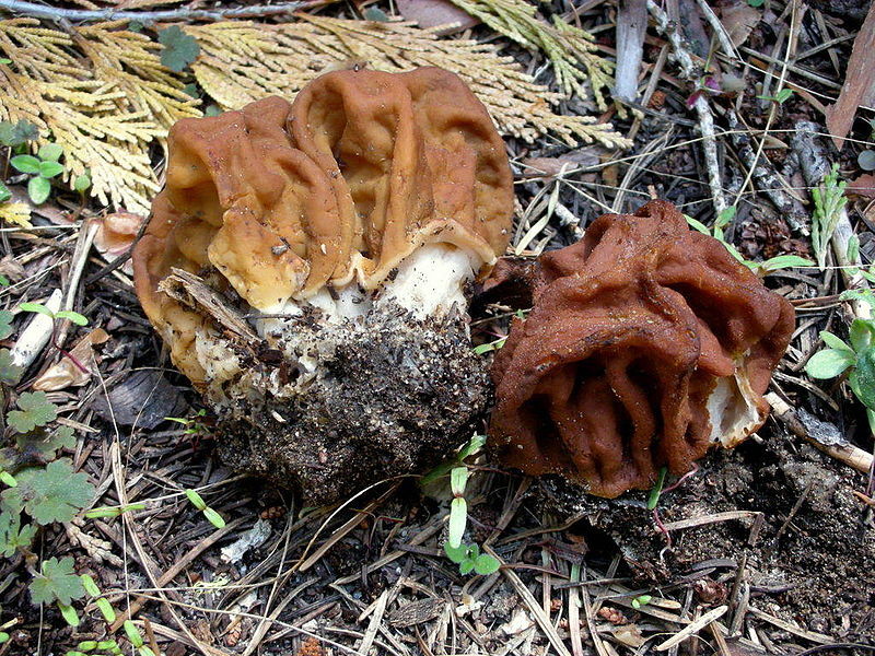 ������� ���������� (Gyromitra gigas)