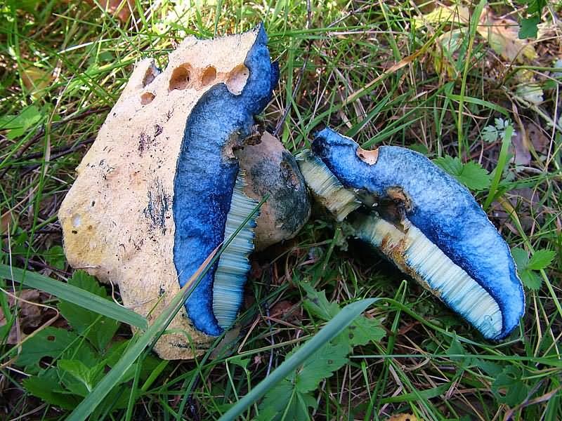 ������� �������� � Gyroporus cyanescens