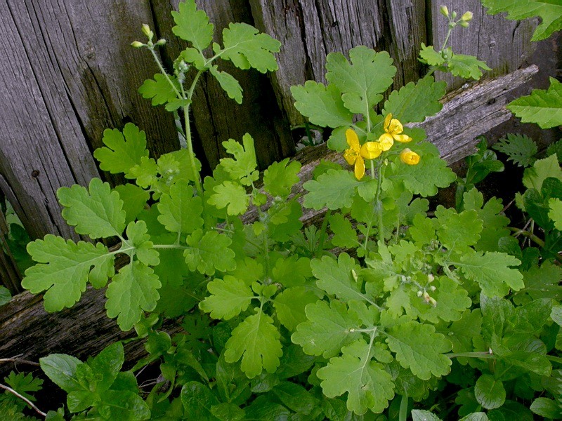�������� ������� (cheidonium majus L.)