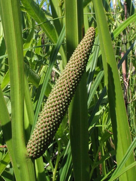 Acorus calamus ��� ��������