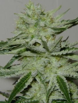 Black Widow