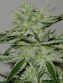 Black Widow