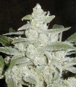 White widow