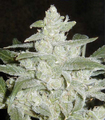 White widow