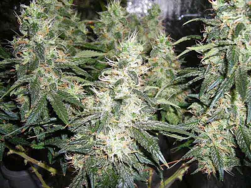 AK47