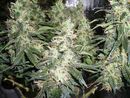 AK47