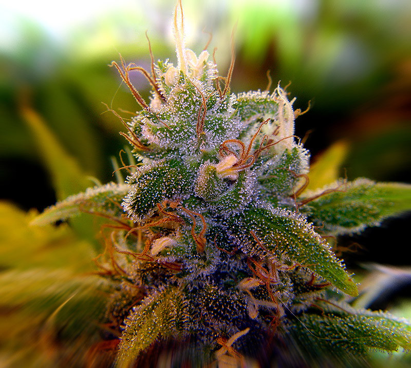 AK-47.BlackAngel