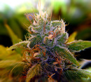 AK-47.BlackAngel