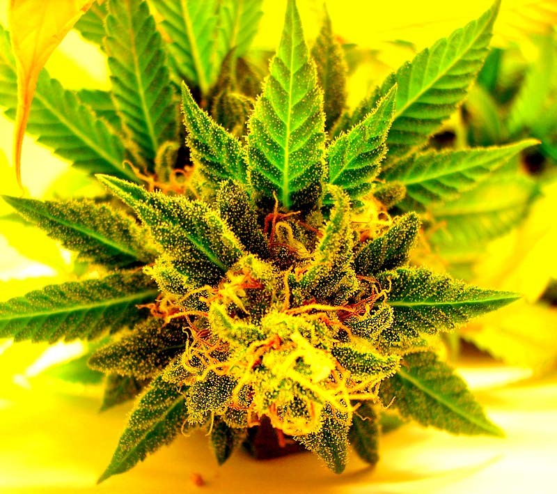 Devotee.Skunk
