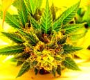 Devotee.Skunk