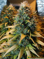 Pinbaker.WhiteWidow
