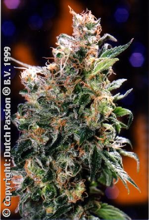 Californian Orange