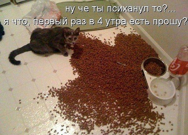 ���������� #1916277