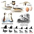  ������� �������� �������