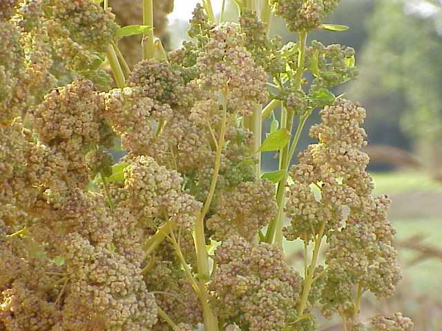 ����� Chenopodium quinoa