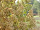 ����� Chenopodium quinoa