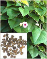 ����� ��������� ����������� ���� Hawaiian baby woodrose