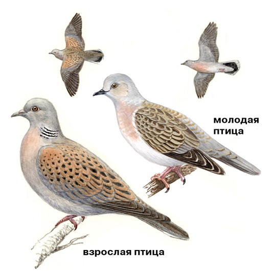 ������������ ������� / Streptopelia turtur