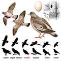 ������� � Columba oenas
