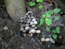 �������� ���������� Coprinus disseminatus