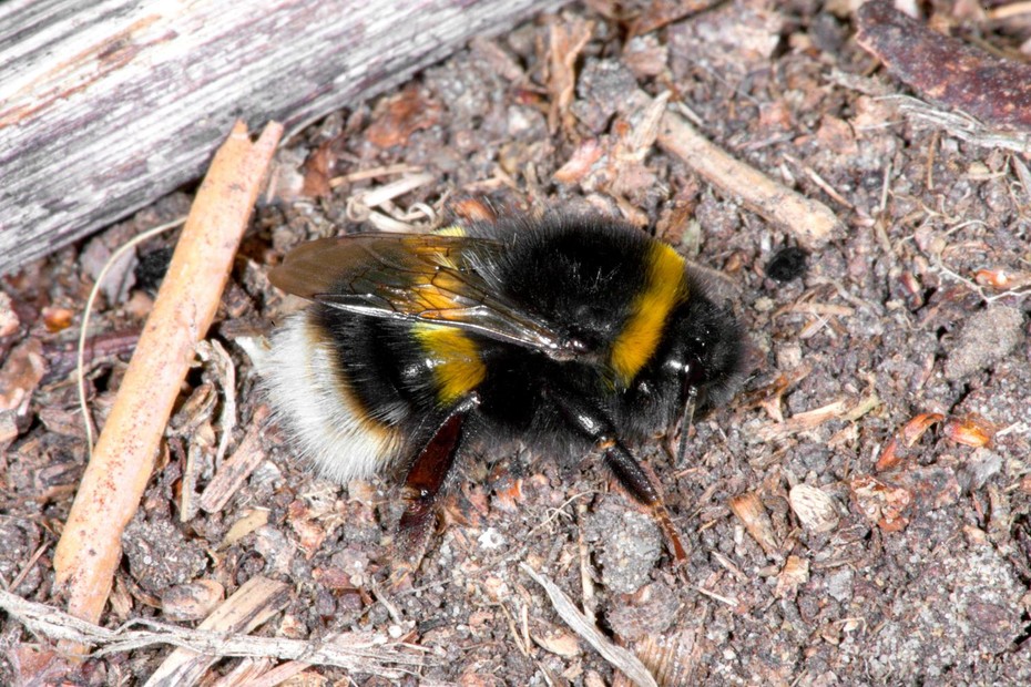 Bombus lucorum queen (������� �����)