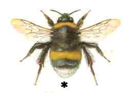 Bombus lucorum worker