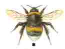 Bombus lucorum worker