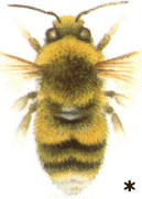 Bombus lucorum male