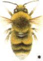 Bombus lucorum male