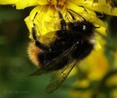 ����� �������� ����� (Bombus derhamelus)