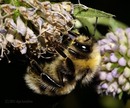 ����� �������� (Bombus semenoviellus)