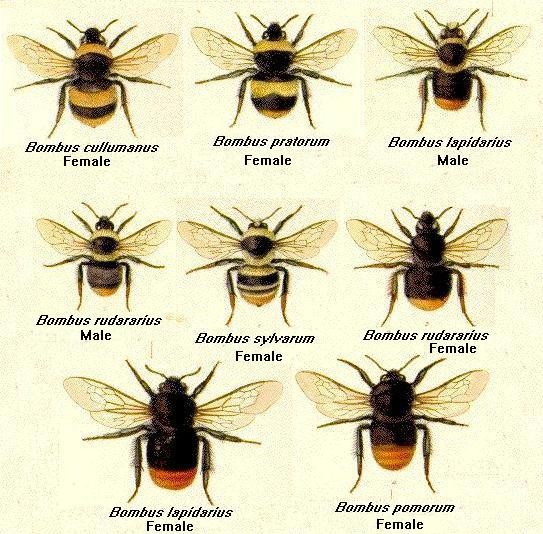 Bombus