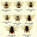 Bombus