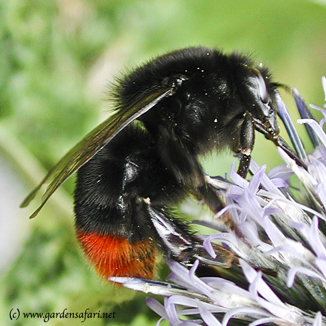 �������� ����� (���. Bombus lapidarius)