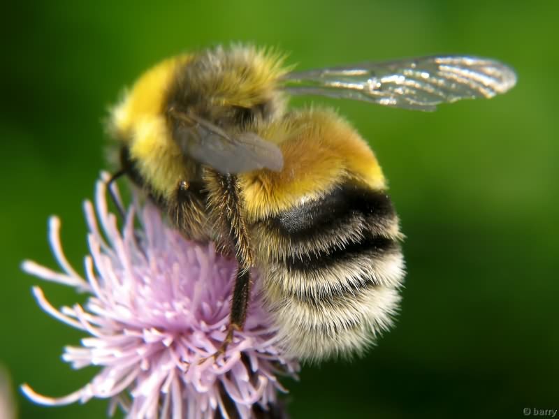 ������� ����� (���. Bombus hortorum)