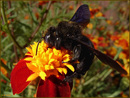 ����� ������� ���������� (Xylocopa violacea) �� ������, ����� ������������� � �������!