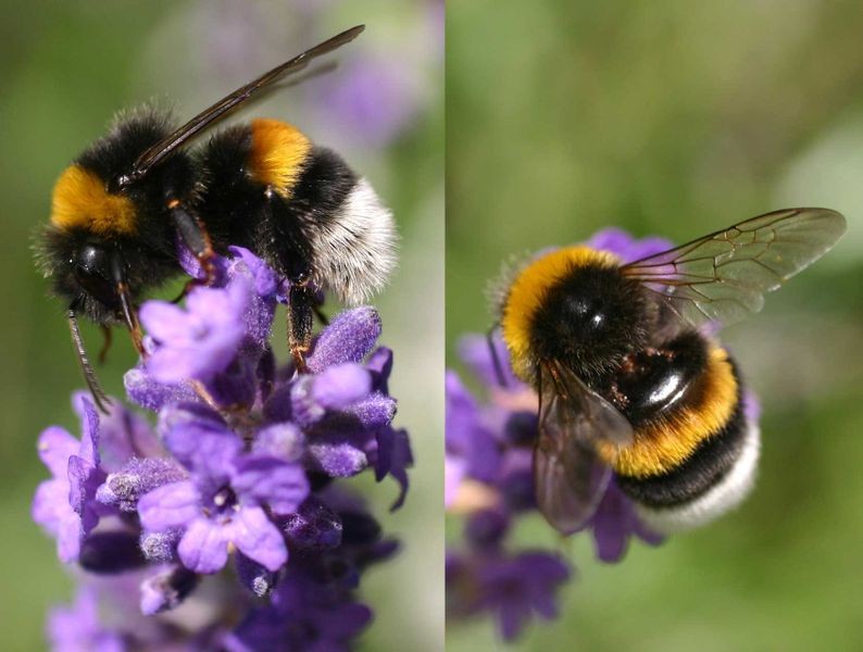 �������� ����� (���. Bombus terrestris)
