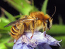����� ������� (Bombus muscorum)