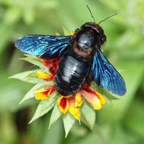 �����-������� (Xylocopa valga) � ��������� ����� ��� ����� � ���������� ��� �� �������, ����� ��� ���, ������� ������ ������� ��������, ����� ������� ������� ��������� ��� �������, ����� ������ ��������� ��� ���������� ����.