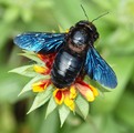 �����-������� (Xylocopa valga) � ��������� ����� ��� ����� � ���������� ��� �� �������, ����� ��� ���, ������� ������ ������� ��������, ����� ������� ������� ��������� ��� �������, ����� ������ ��������� ��� ���������� ����.