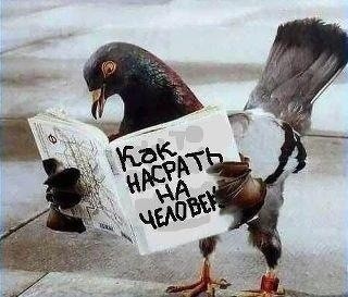 ���������� #1930851