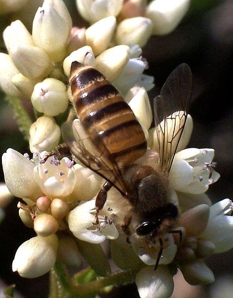 ��������� �������� ����� (���. Apis cerana)