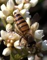 ��������� �������� ����� (���. Apis cerana)