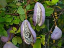 ������ (���. Akebia)