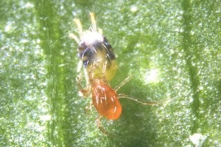 Phytoseiulus eating Red ������� ���������� �����