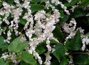 Polygonum-baldschuanicum ����� �������������